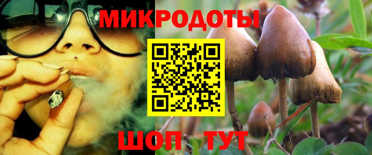 Псилоцибиновые грибы Cubensis Дербент